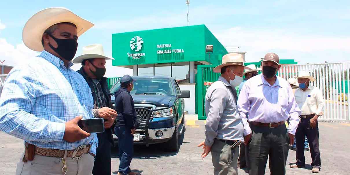 Productores de cebada