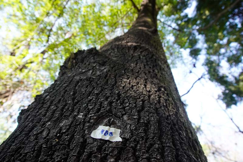Proyecto del cablebús en Puebla afectará 980 árboles; 280 serán reubicados
