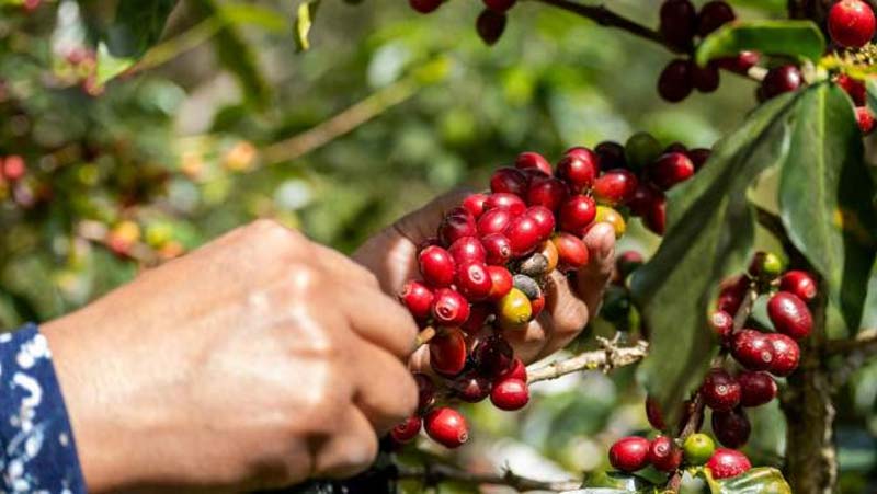 Puebla controla roya en cafetales y evita afectaciones mayores en la producción
