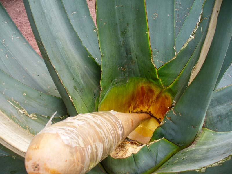 Pulque en Atlixco: tradición al borde del olvido tras medio siglo de abandono