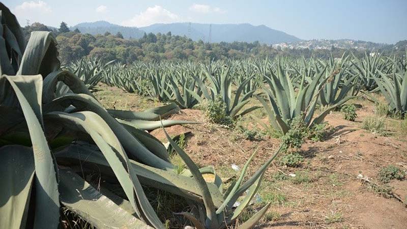 Pulque en Atlixco: tradición al borde del olvido tras medio siglo de abandono