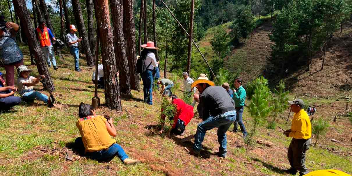 Reforestan Teopancingo