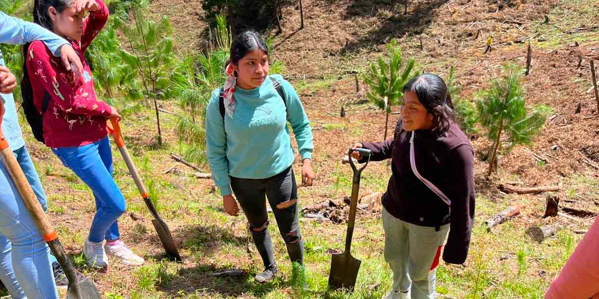 Reforestan Teopancingo