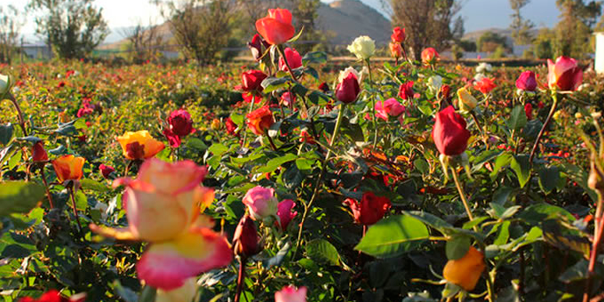 Flores
