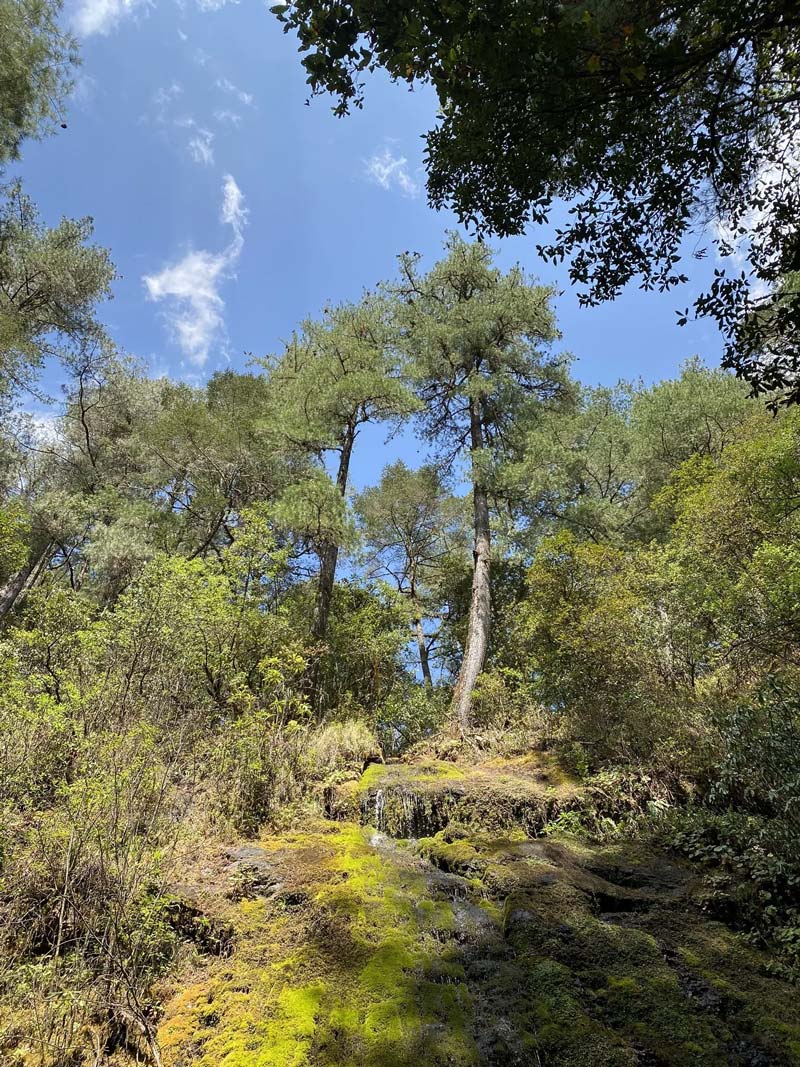 Santa María Yavesía, el tesoro natural de la Sierra Norte de Oaxaca