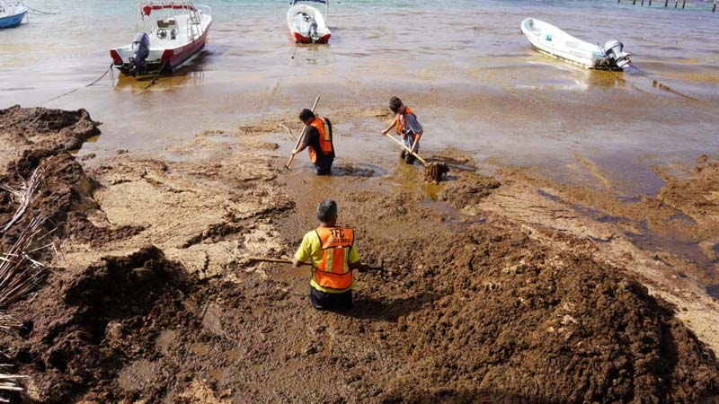 El sargazo récord de 2026 exige nuevas estrategias y cooperación internacional para proteger el Caribe mexicano