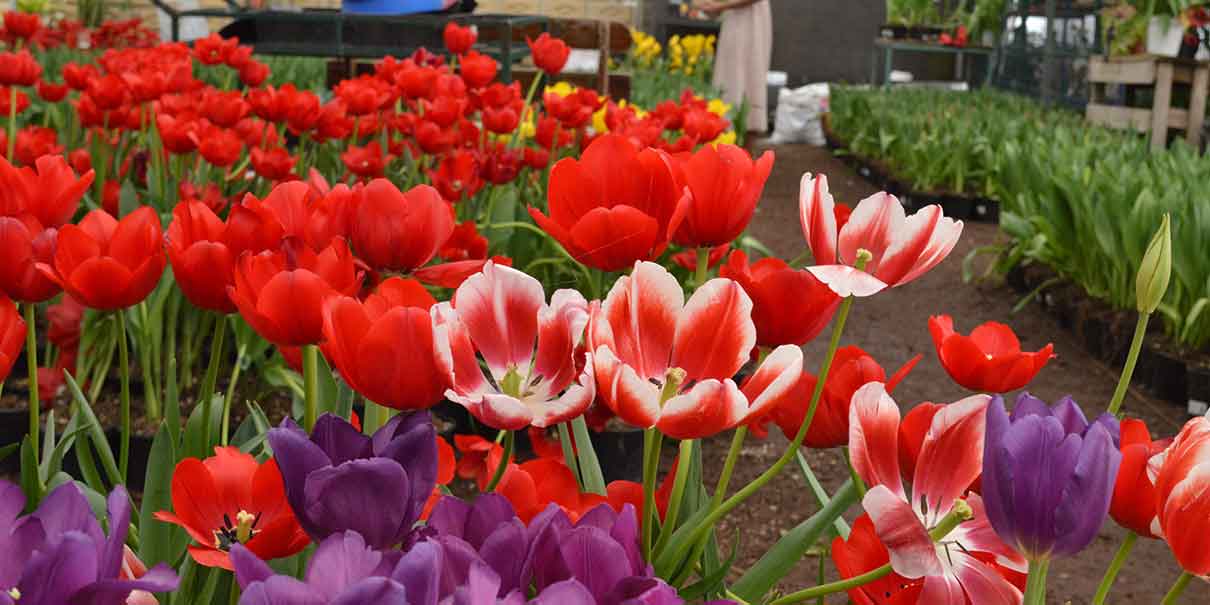 Tulipanes