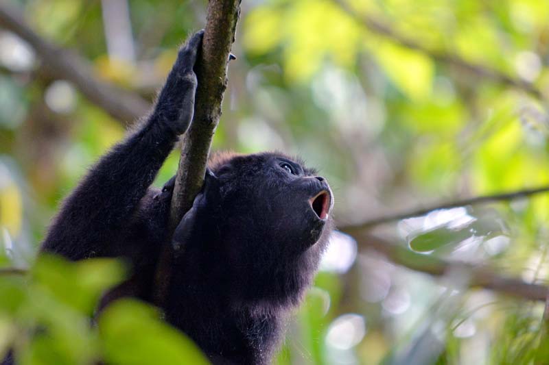 Zona Arqueológica de Yaxchilán, Chiapas: la ciudad maya oculta en la selva lacandona