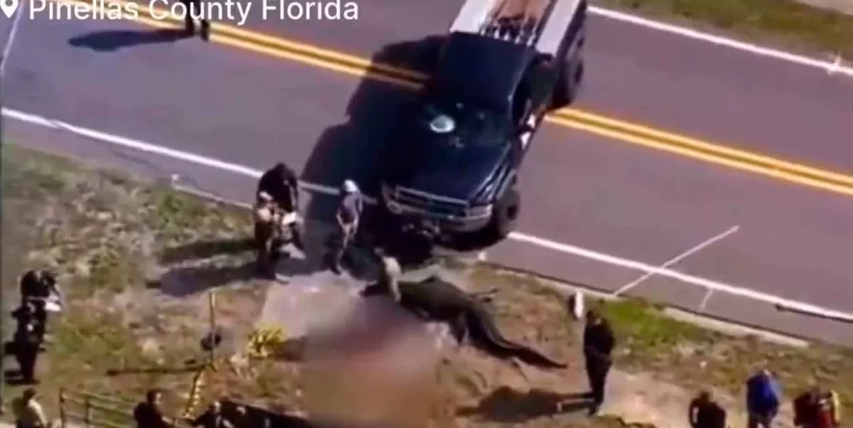 Cocodrilo que cargaba un cuerpo en su hocico es capturado en Florida, Estados Unidos