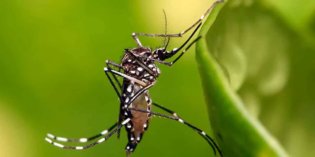 Izúcar, Tehuacán, Acatlán, Tepexco y Tepexi concentran el mayor número de poblanos con Dengue