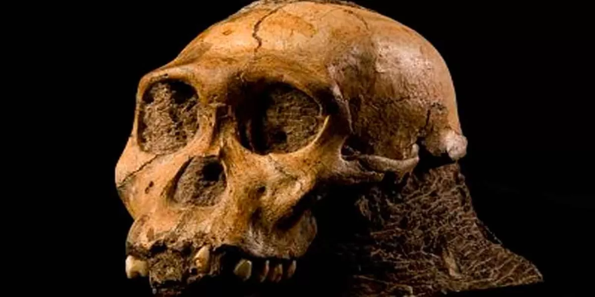 Los ancestros humanos casi se extinguen en el Pleistoceno, sólo quedaron 1.200 personas