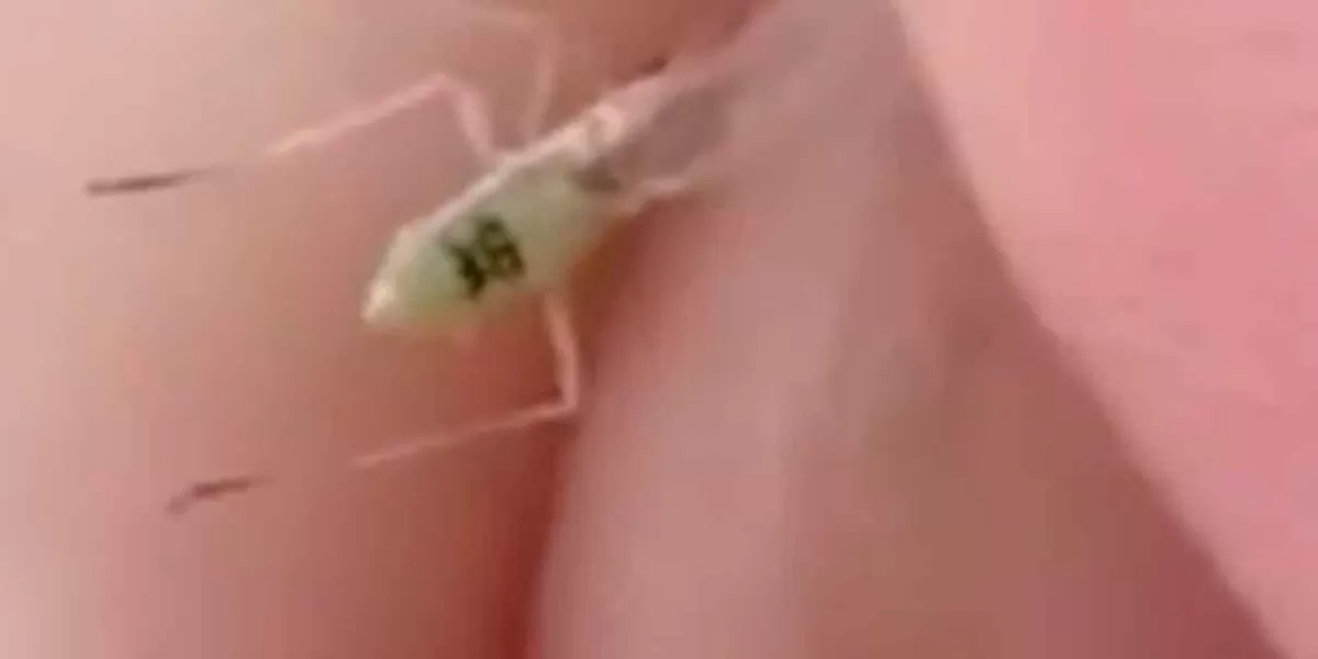 ¿Mosquito con número de serie? El video que causa furor en TikTok