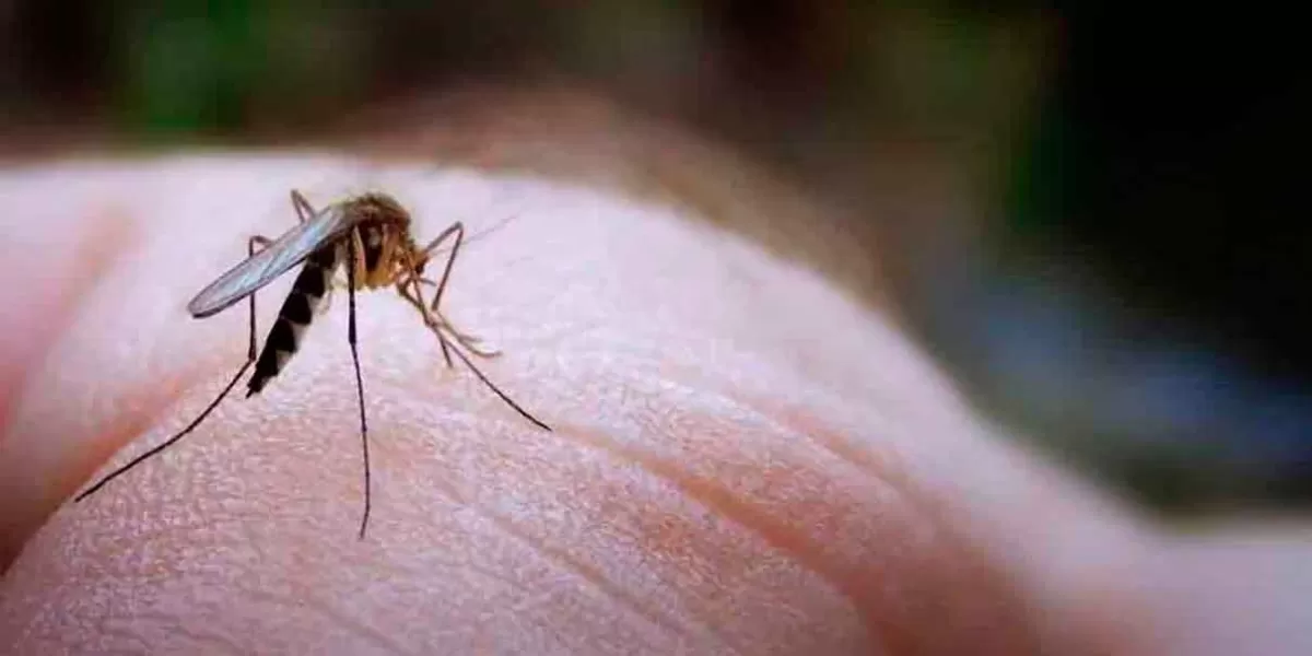 Puebla abre semana con mil 521 casos de Dengue