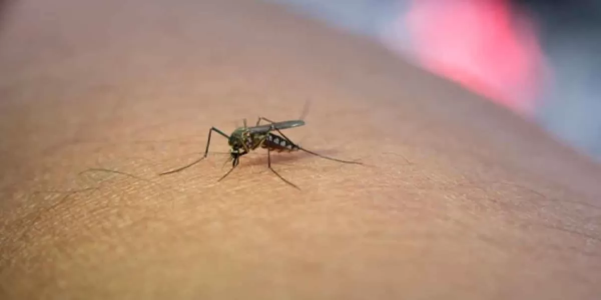 Puebla cerró semana con mil 430 enfermos de Dengue y 357 casos Covid