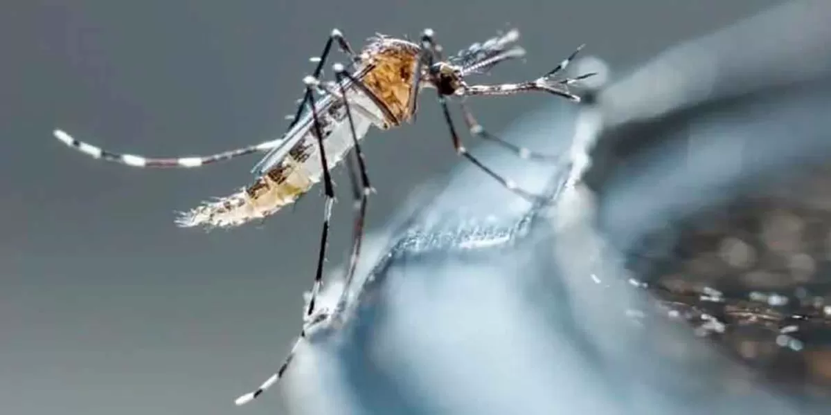 Aumenta a mil 528 los casos de Dengue en Puebla