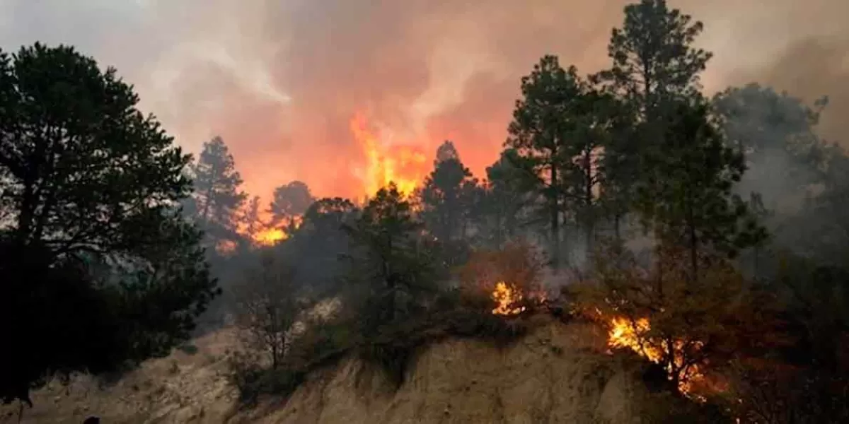 336 incendios forestales han acabado con pulmones naturales de Puebla 