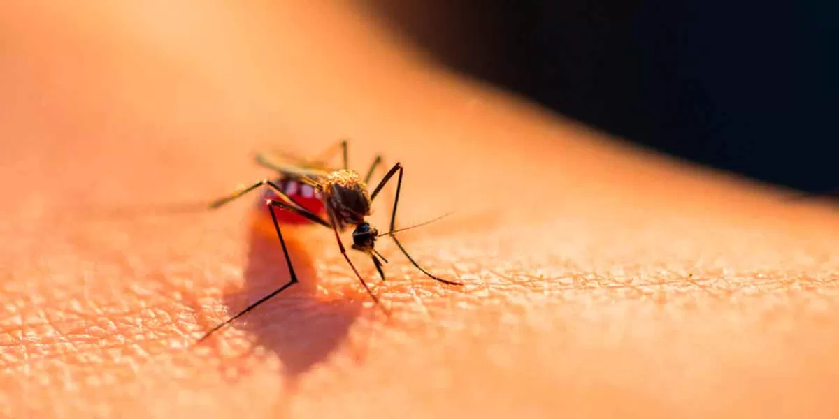 5 municipios poblanos concentran el mayor número de enfermos por Dengue
