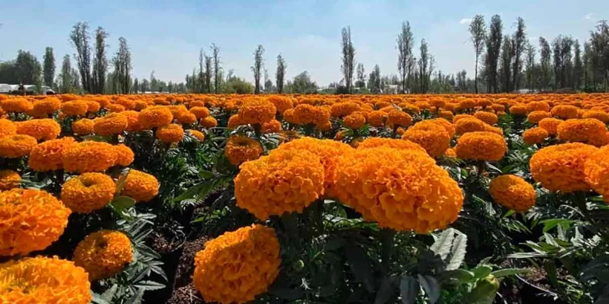 Alistan venta de flor de cempasúchil en Serdán