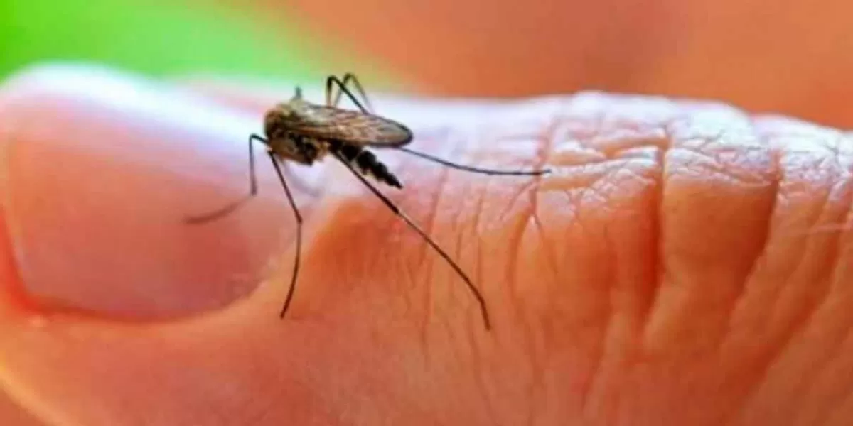 Puebla acumuló 2 mil 161 casos de Dengue, el Covid va a la baja