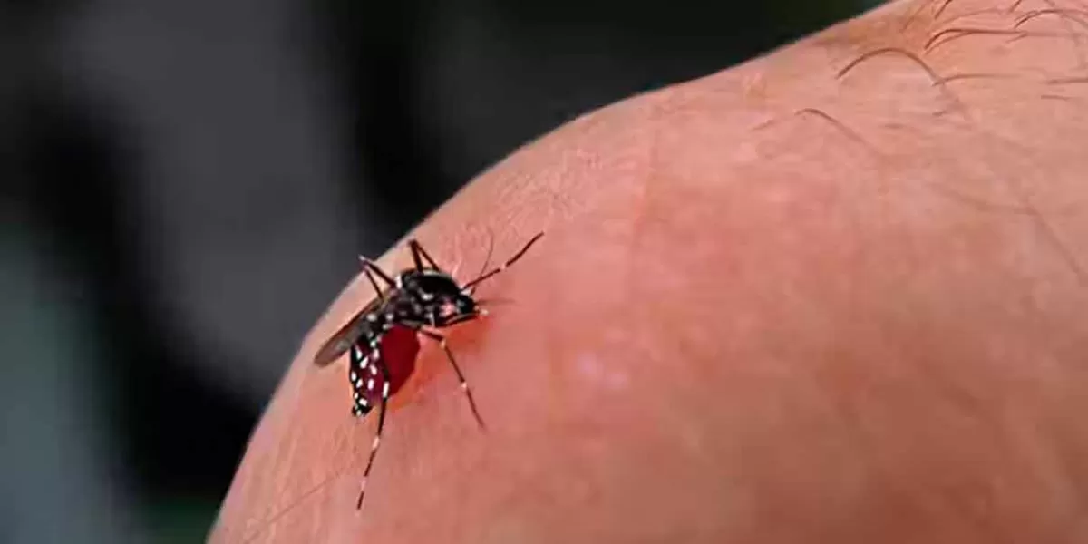 Suman ya 2 mil 295 casos de Dengue en Puebla