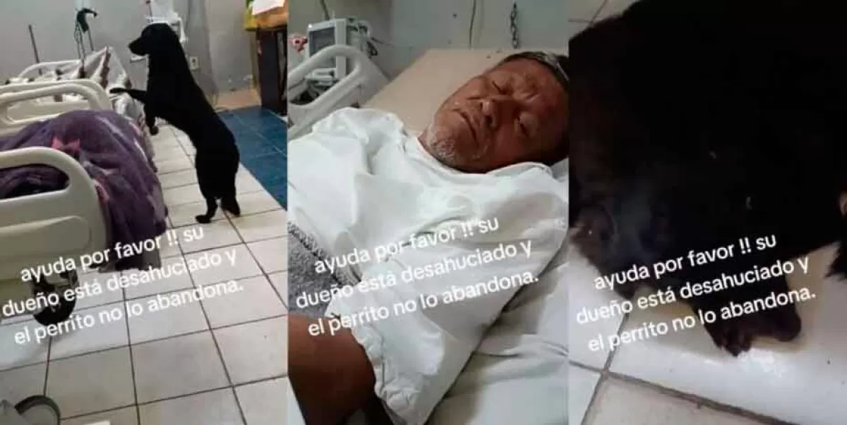 VIDEO. Hombre desahuciado en el hospital pide que adopten a su Fiel amigo