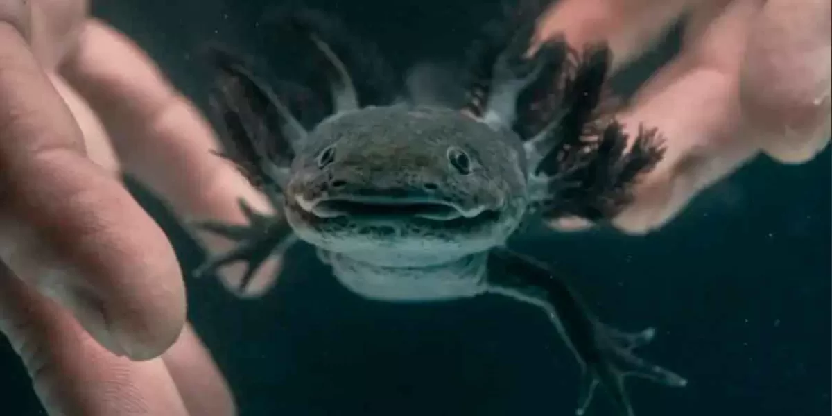 Así puedes adoptar un axolote; UNAM inicia campaña AdoptAxolotl 2024
