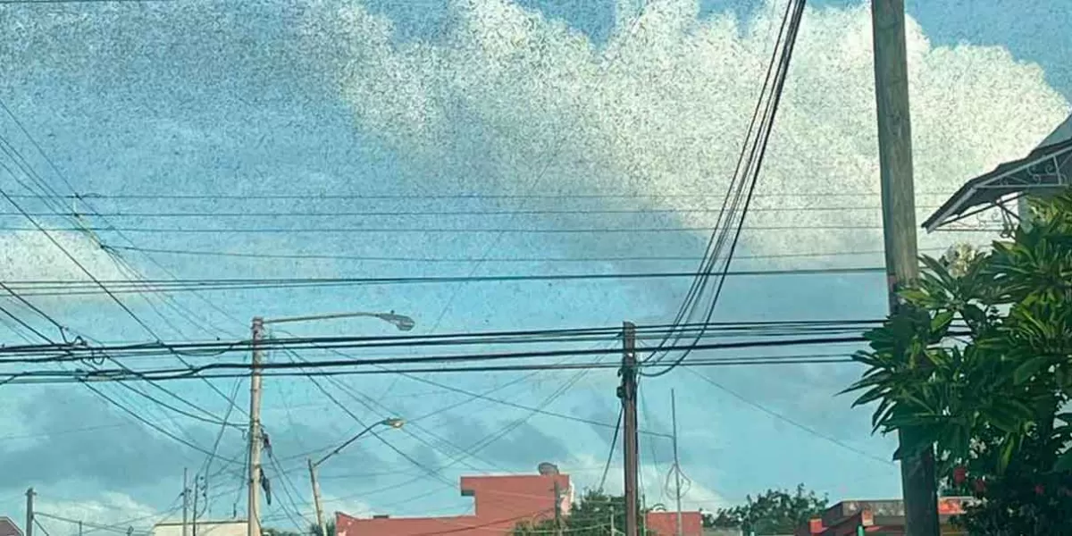 Reportan avistamiento de miles de langostas en el cielo de Mérida, Yucatán