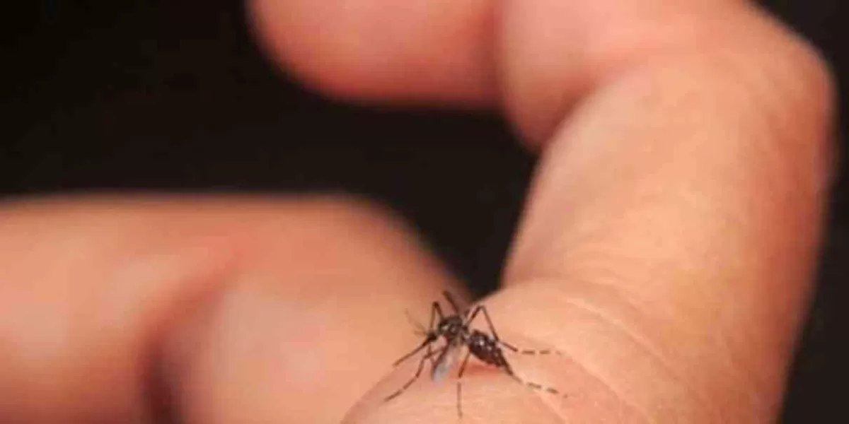 Tres personas hospitalizadas por dengue en Puebla