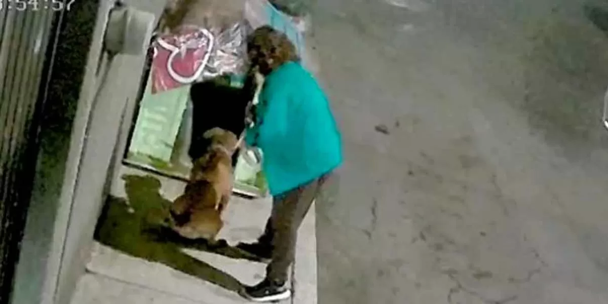  Señora echa a pelear a su perro con otros callejeros