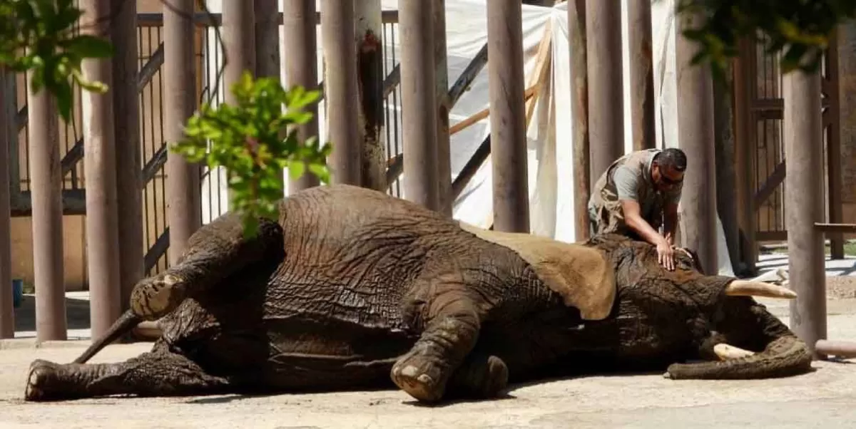 Van por el rescate de la elefanta Ely, apodada como “la más triste del mundo”