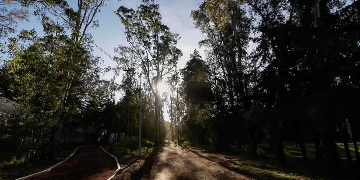 Árboles enfermos y "nocivos" plantados en parques de Puebla serán sustituidos 