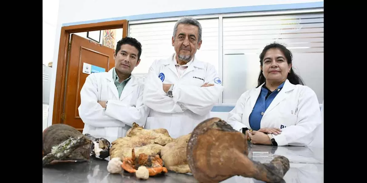 CICA-ICUAP rescata saberes ancestrales sobre hongos silvestres de La Malinche