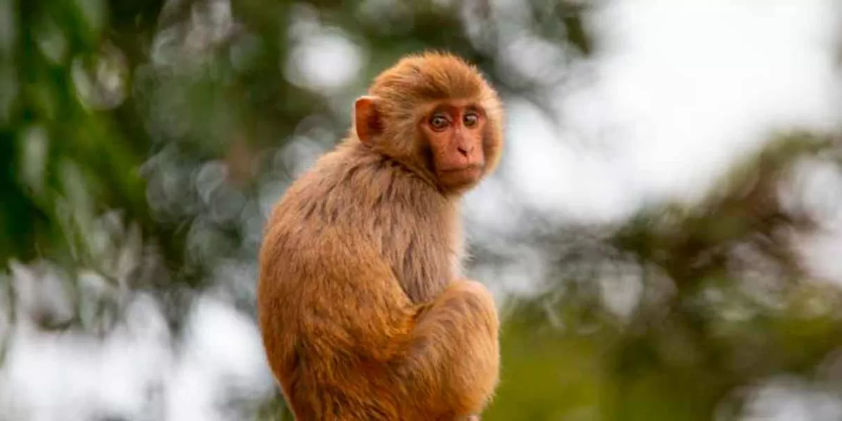 LO VUELVEN A HACER, científicos chinos clonan a un mono