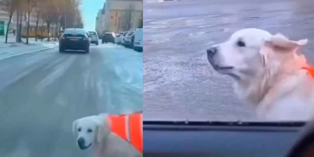 Un perro guía conduce valientemente a su dueño al otro lado de la calle