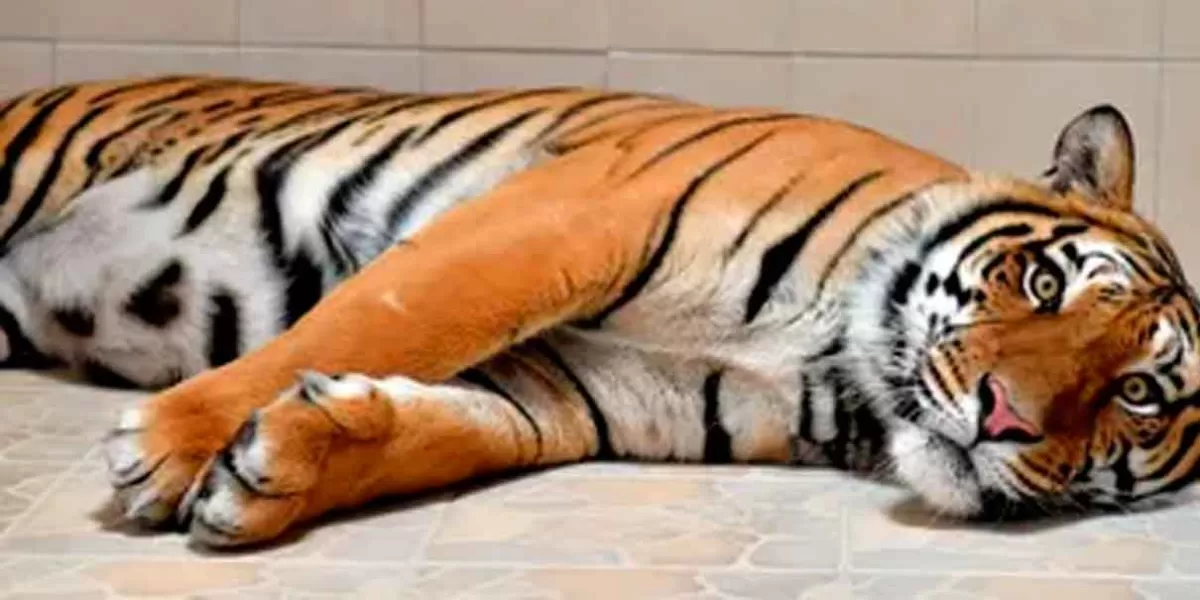 Hallan tigre decapitado en zona turística de Valle de Bravo