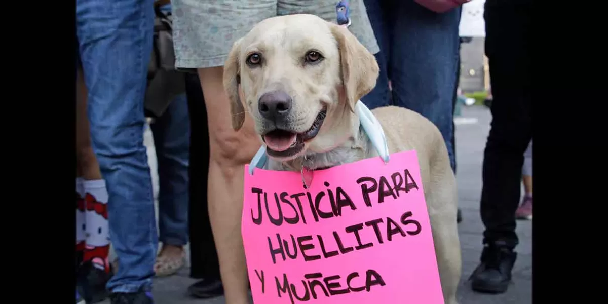 En Puebla se procesaron 21 sanciones por maltrato animal 