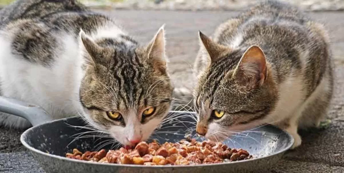 Según Profeco, estas son las 4 peores marcas de alimento para gatos