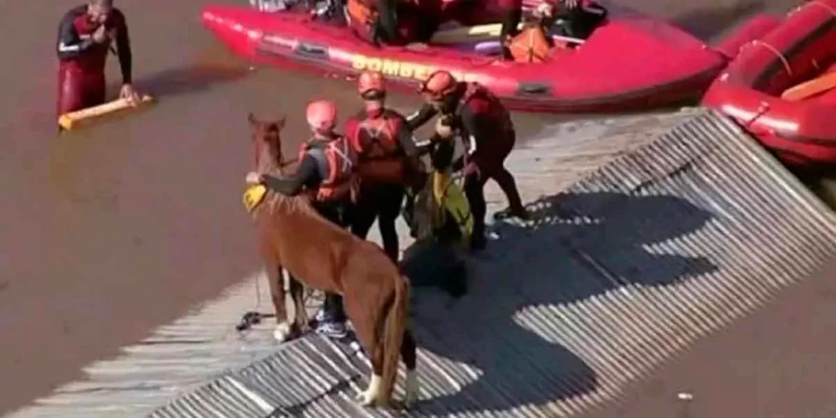 VIDEOS. En Brasil, tras quedar atrapado en techo, caballo “Caramelo” es rescatado 