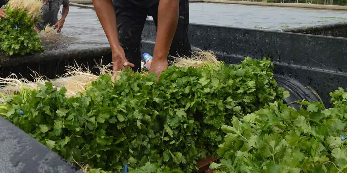 Poblanos exportan más de 20 mil toneladas de cilantro a EU