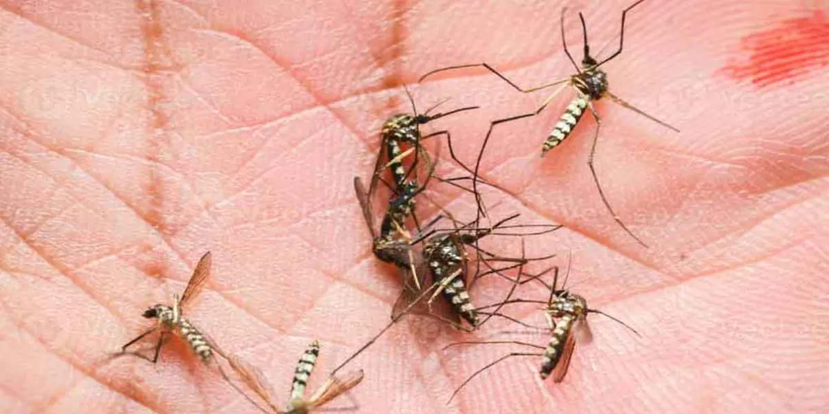 El Dengue llegó a 77 municipios poblanos; hay casi 4 mil contagios