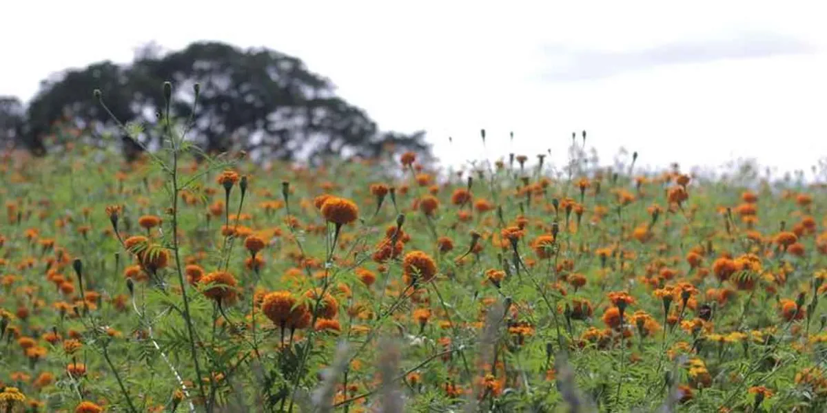 Productores de cempasúchil recibirán apoyo de Desarrollo Rural afectados por heladas