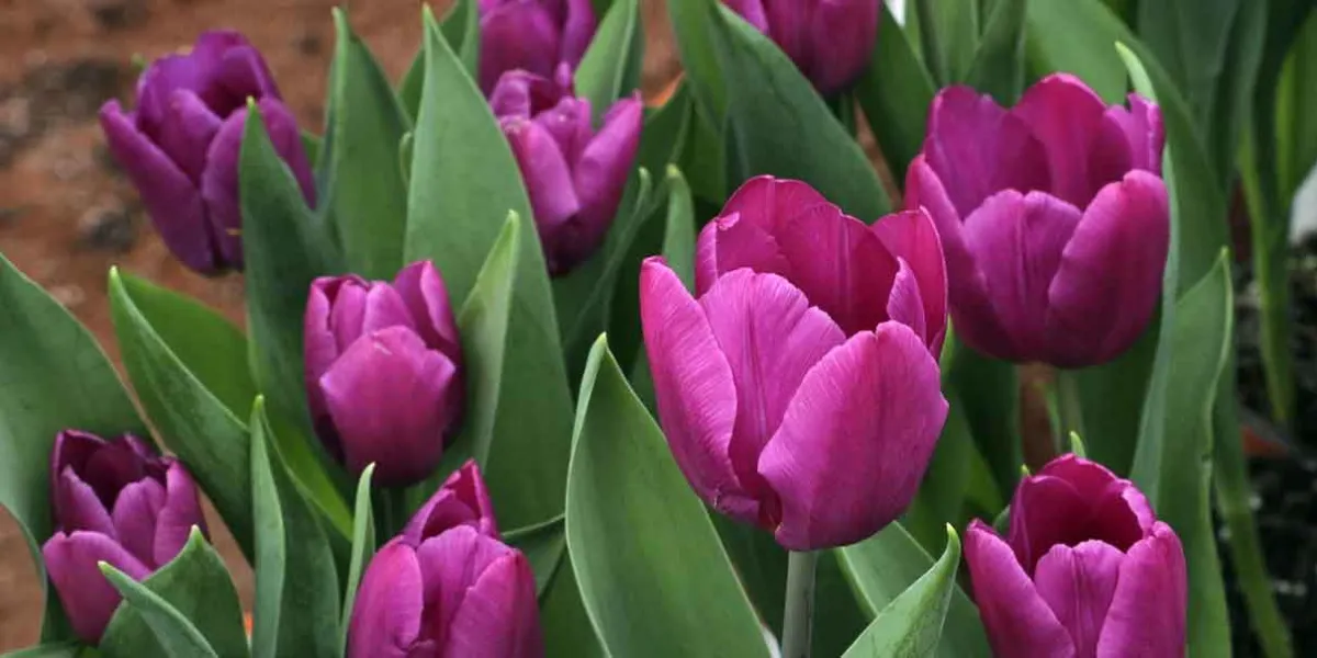 Productores de Atlixco esperan la venta de 200 mil tulipanes