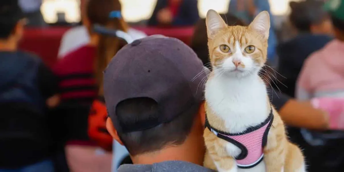 200 mascotas beneficiadas en exitosa Mega Jornada de Esterilización en San Pedro Cholula 