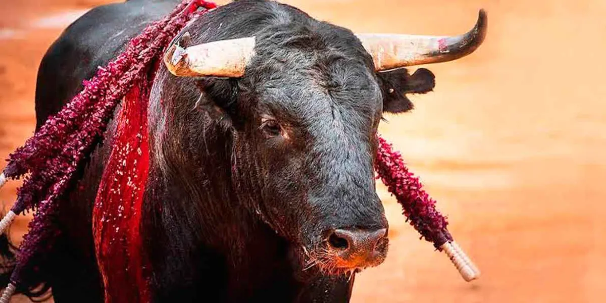 CDMX transforma las corridas de toros: sin violencia y sin muerte