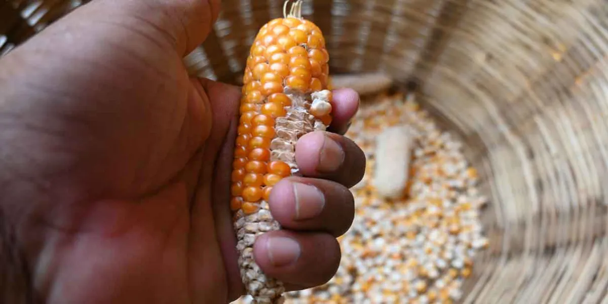 México prohíbe el cultivo de maíz transgénico: nueva ley entra en vigor