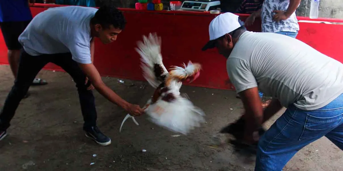 Partido Verde busca prohibir corridas de toros y peleas de gallos en Puebla 