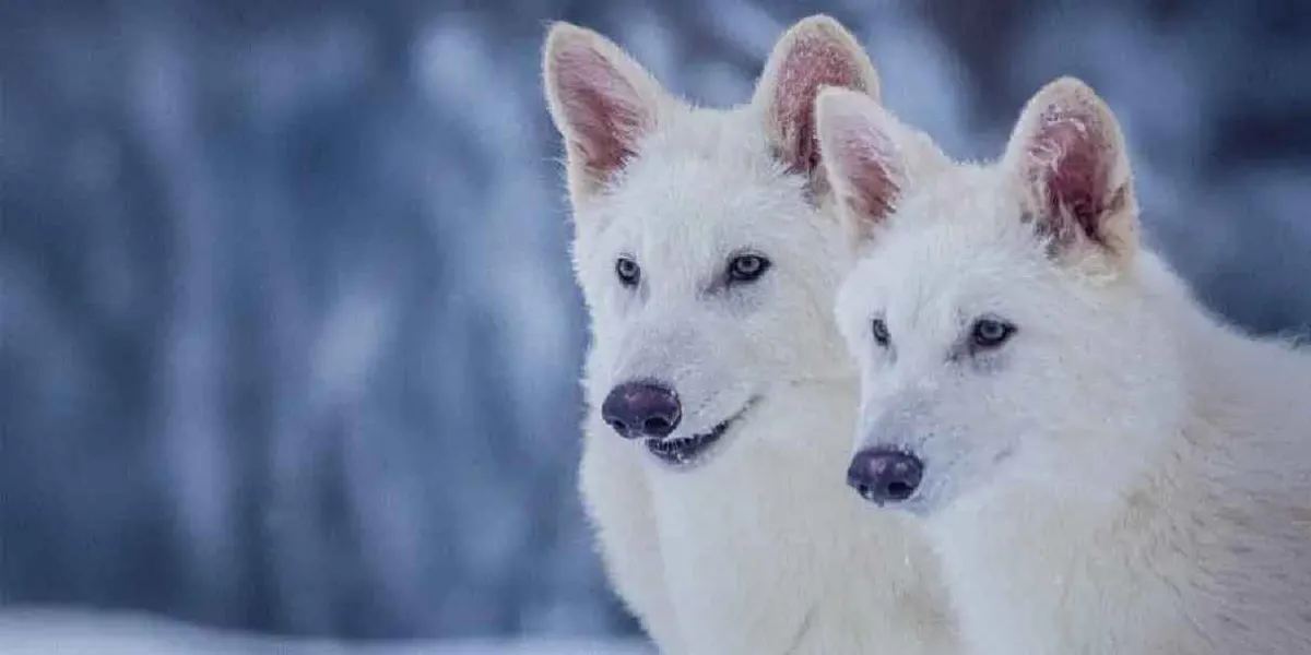 El lobo terrible vuelve a la vida: Científicos logran traerlo de vuelta después de 12 mil años