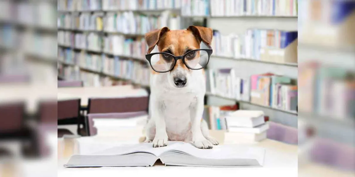 Los perros nos entienden mejor de lo que creemos