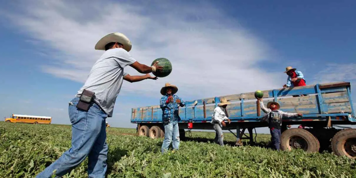 Trump suaviza postura migratoria ante crisis laboral en el sector agrícola