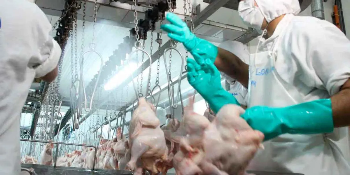 Brote de influenza aviar H5N1 en Brasil activa alerta sanitaria en México